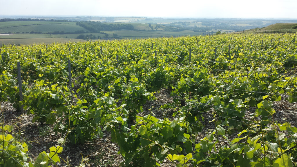Vines near Old Winchester Hill, Hampshire