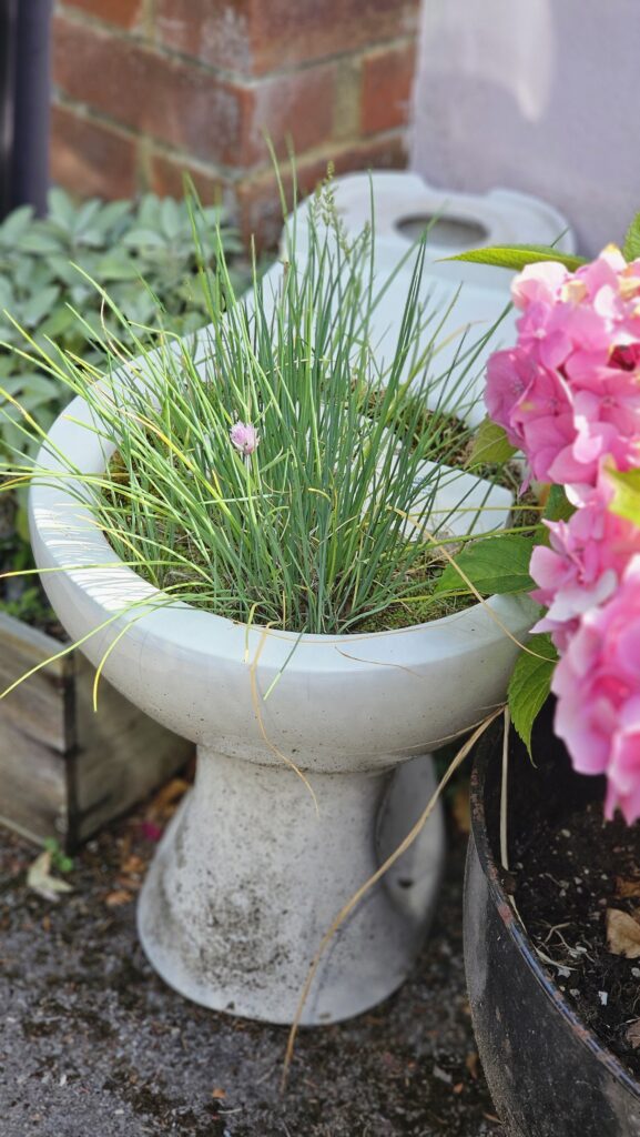 Herb Toilet Planter