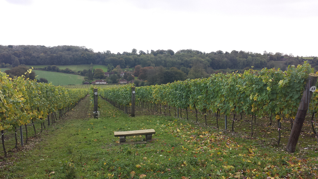 Fareham Wine Cellar Hambledon Vineyard Visit 2013