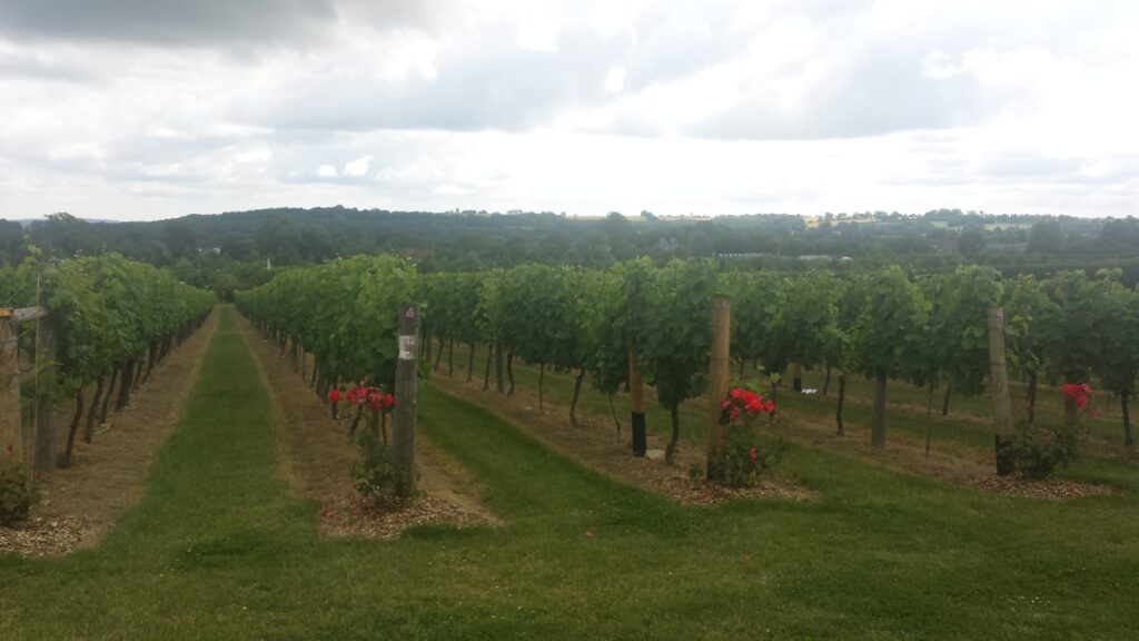 Jenkyn Place Vineyard in Bentley Hampshire 2