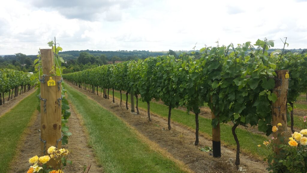 Jenkyn Place Vineyard in Bentley Hampshire
