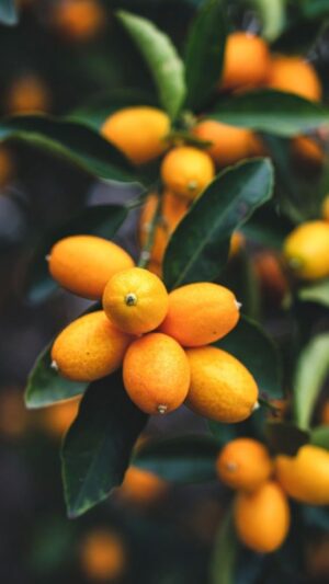 An image of kumquats to represent Briottet Liqueur de Kumquat (Kumquat Liqueur) 18% 70cl