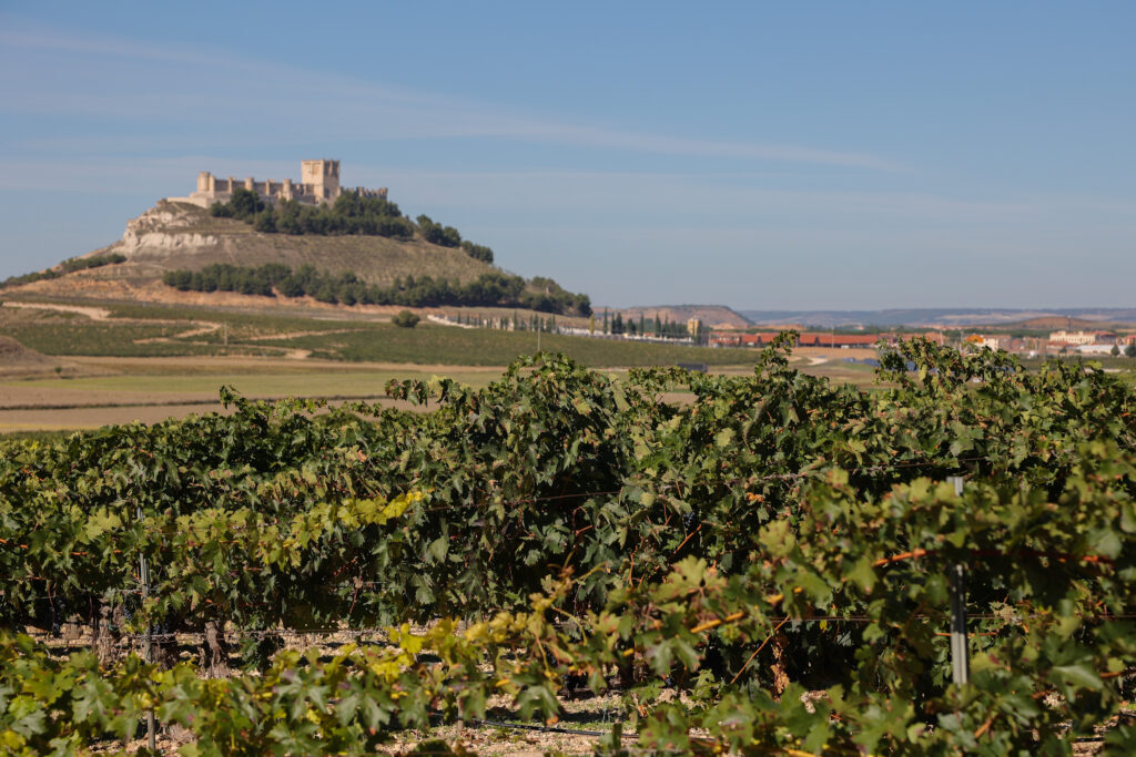 Vineyards in Ribera del Duero